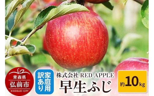 【26年10月発送】りんご【訳あり】家庭用 早生ふじ 約10kg 先行受付 [アップル おいしい ふじ りんご 果実 果物 赤色 早生 美味 林檎]