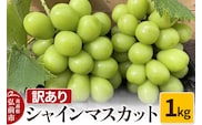 【26年9月～発送】【訳あり】 シャインマスカット1kg ぶどう フルーツ 果物 ブドウ 葡萄 グレープ くだもの 産地直送 [おいしい グレープ ぶどう フルーツ 果実 果物 美味 葡萄]