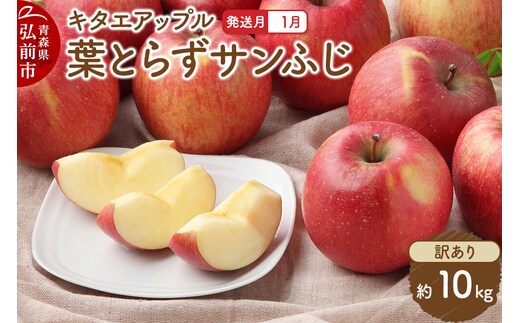 【27年1月発送】りんご 葉取らず サンふじ【訳あり】約10kg キタエアップル 先行受付 家庭用 青森県 弘前市 果物 フルーツ 林檎 リンゴ くだもの 不揃い 規格外 [先行予約 産地直送 アップル おいしい 果実 美味 甘い 赤色]