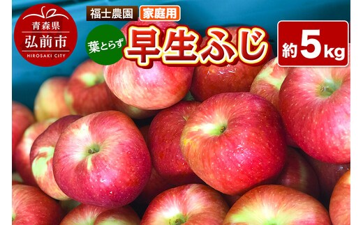 【26年10月発送】りんご 葉とらず 早生ふじ【家庭用】約5kg 青森県 弘前市 [青森県産 産地直送 アップル おいしい 果実 果物 赤色 美味]