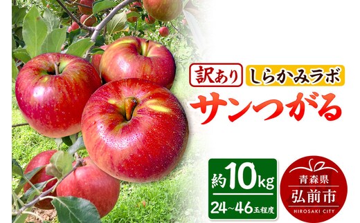 【26年9月クール便発送】りんご サンつがる【訳あり】約10kg しらかみラボ 先行受付 家庭用 青森県 弘前市 果物 フルーツ 林檎 リンゴ くだもの 不揃い 規格外 [先行予約 クール便 産地直送 アップル おいしい 果実 美味 甘い 赤色]