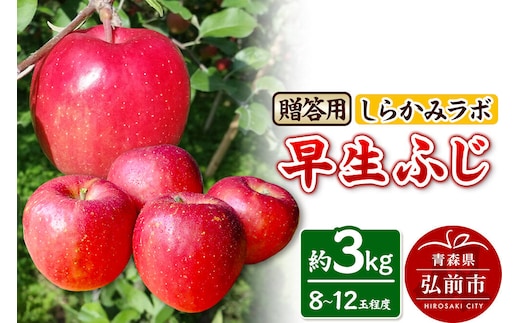 【26年10月発送】りんご 早生ふじ【贈答用】約3kg 先行受付 しらかみラボ 青森県 弘前市 果物 フルーツ 林檎 リンゴ くだもの ギフト 贈り物 [先行予約 産地直送 アップル おいしい 果実 美味 甘い 赤色]