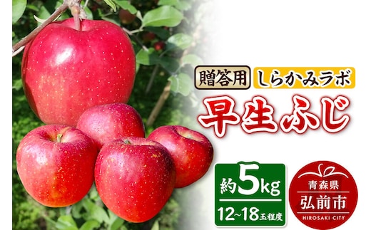 【26年10月発送】りんご 早生ふじ【贈答用】約5kg 先行受付 しらかみラボ 青森県 弘前市 果物 フルーツ 林檎 リンゴ くだもの ギフト 贈り物 [先行予約 産地直送 アップル おいしい 果実 美味 甘い 赤色]