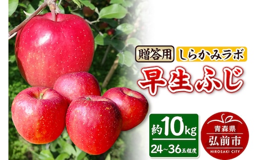 【26年10月発送】りんご 早生ふじ【贈答用】約10kg 先行受付 しらかみラボ 青森県 弘前市 果物 フルーツ 林檎 リンゴ くだもの ギフト 贈り物 [先行予約 産地直送 アップル おいしい 果実 美味 甘い 赤色]