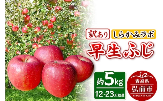 【26年10月発送】りんご 早生ふじ【訳あり】約5kg 先行受付 しらかみラボ 家庭用 青森県 弘前市 果物 フルーツ 林檎 リンゴ くだもの 不揃い 規格外 [先行予約 産地直送 アップル おいしい 果実 美味 甘い 赤色]