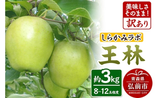 【26年12月中旬～発送】りんご 王林【訳あり】約3kg 先行受付 しらかみラボ 家庭用 青森県 弘前市 果物 フルーツ 林檎 リンゴ くだもの 不揃い 規格外 [先行予約 産地直送 アップル おいしい 果実 美味 甘い 黄色]