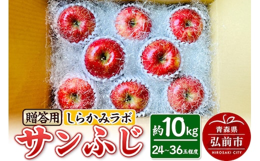 【26年12月中旬～発送】りんご サンふじ【贈答用】約10kg 先行受付 しらかみラボ 青森県 弘前市 果物 フルーツ 林檎 リンゴ くだもの ギフト 贈り物 [先行予約 産地直送 アップル おいしい 果実 美味 甘い 赤色]