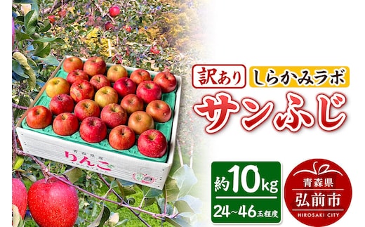 【26年12月中旬～発送】りんご サンふじ【訳あり】約10kg 先行受付 しらかみラボ 家庭用 青森県 弘前市 果物 フルーツ 林檎 リンゴ くだもの 不揃い 規格外 [先行予約 産地直送 アップル おいしい 果実 美味 甘い 赤色]