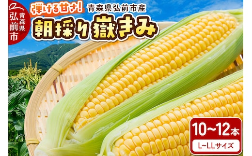 【26年9月上旬クール便発送】とうもろこし 朝採り 嶽きみ（だけきみ）10本～12本入り L～LLサイズ 青森県 弘前市 [とうもろこし トウモロコシ 嶽きみ 産直 農家 朝採り クール便 甘い 大きい]