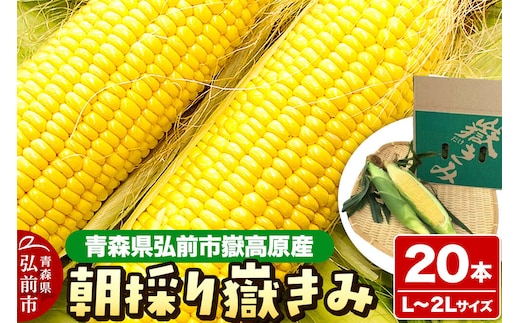 【26年8月下旬～クール便発送】とうもろこし【先行受付】朝採り嶽きみ 20本（L～２Lサイズ）弘前市嶽高原産 [先行予約 おいしい お野菜 コーン だけきみ とうもろこし ひろさき ブランド もろこし やさい 健康 弘前 青森 美味 野菜 嶽きみ]
