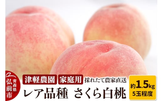 【26年9月発送】もも【2026年産 レア品種 さくら白桃】家庭用 約1.5kg 5玉程度 津軽農園 採れたて農家直送