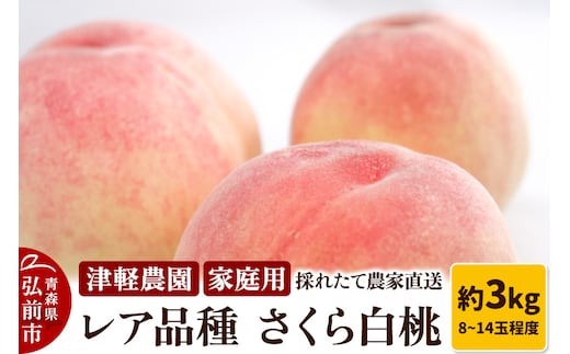 【26年9月発送】もも【2026年産 レア品種 さくら白桃】家庭用 約3kg 8～14玉程度 津軽農園 採れたて 農家直送