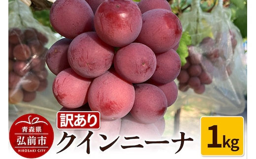 【寄附金額見直しました】【26年9月～発送】 【訳あり】 クインニーナ 1kg【先行受付】 ぶどう フルーツ 果物 ブドウ 葡萄 グレープ くだもの 産地直送 [おいしい グレープ ぶどう フルーツ 果実 果物 美味 葡萄]