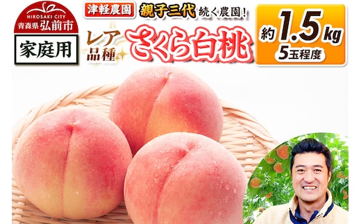 【26年9月発送】桃 約1.5kg(5玉程度) 青森【2026年産 レア品種 さくら白桃】もも 家庭用 くだもの フルーツ 果物 津軽農園 採れたて 農家直送 [おいしい ピーチ フルーツ もも 果実 果物 青森 津軽 桃 白桃 美味]