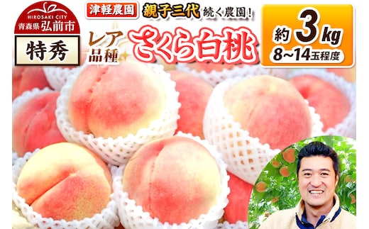 【26年9月発送】桃 約3kg(8～14玉程度) 青森【2026年産 レア品種 さくら白桃】もも 特秀 くだもの フルーツ 果物 津軽農園 採れたて 農家直送 [おいしい ピーチ フルーツ もも 果実 果物 青森 津軽 桃 白桃 美味]