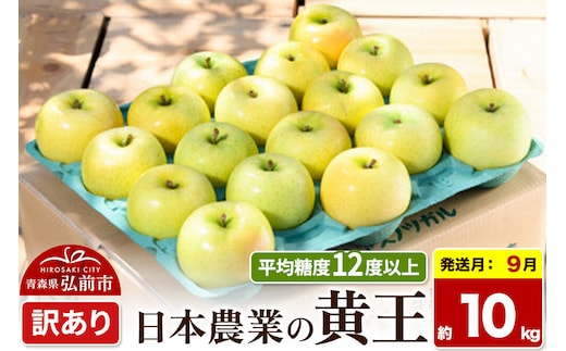 【26年9月クール便発送】りんご 黄王【訳あり】約10kg 平均糖度12度以上 青森県産 果物 フルーツ 林檎 リンゴ くだもの 不揃い 規格外 [家庭用 産地直送 アップル 青森県 弘前市]