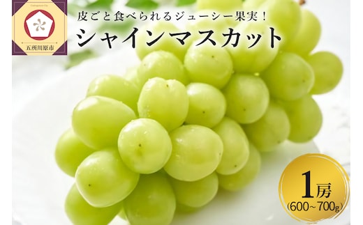 【2026年11月上旬発送】 青森産 シャインマスカット 1房 (3～4L・600～700g程度) 大粒