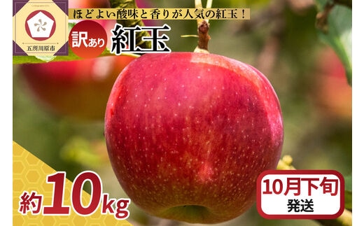 【2026年10月下旬発送】【訳あり】 りんご 10kg 紅玉 アップルパイ に最適 青森 不揃い
