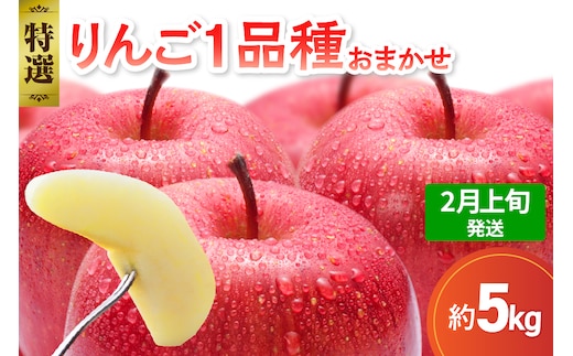 【2026年2月上旬発送】 【特選】 旬の美味しい りんご 約5kg 青森産 【おまかせ1品種】