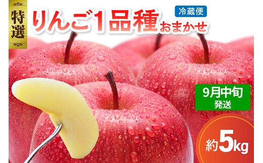 【2026年9月中旬発送】 【特選】 旬の美味しい りんご 約5kg 青森産 【おまかせ1品種】