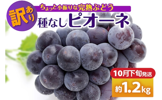 【2026年10月下旬発送】 【訳あり】ぶどう ピオーネ 種なし 1.2kg程度 （小振り・2房）