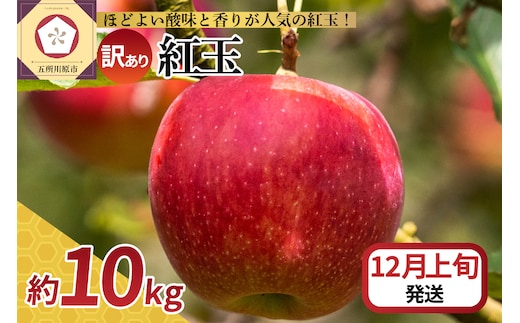 【2026年12月上旬発送】【訳あり】 りんご 10kg 紅玉 アップルパイ に最適 青森 不揃い 