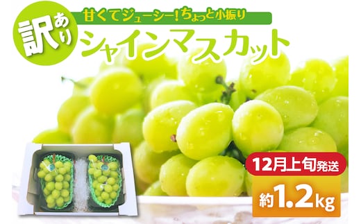 【2026年12月上旬発送】 【訳あり】 シャインマスカット 1.2kg 家庭用 青森