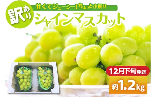 【2025年12月下旬発送】 【訳あり】 シャインマスカット 1.2kg 家庭用 青森