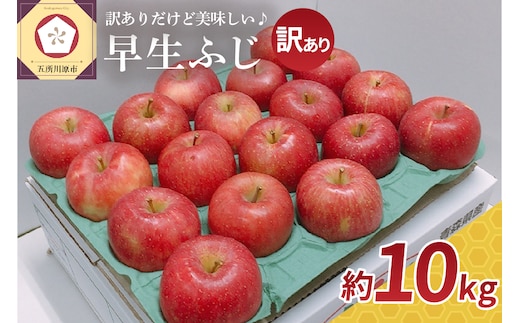 【2026年10月発送】【訳あり】 りんご 約 10kg 早生ふじ 青森県産
