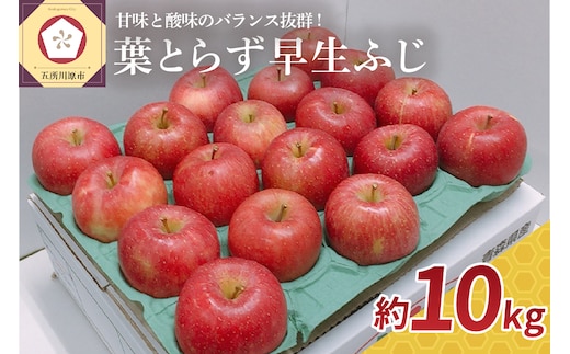 【2026年10月発送】 葉とらず りんご 約 10kg 早生ふじ 青森県産