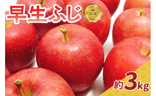 【2026年10月発送】 りんご 約 3kg 早生ふじ 【特選】 青森県産