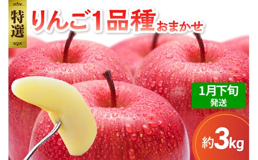 【2026年1月下旬発送】 【特選】 旬の美味しい りんご 約3kg 青森産 【おまかせ1品種】