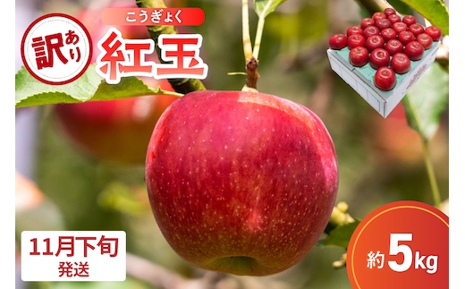 【2026年11月下旬発送】【訳あり】 りんご 5kg 紅玉 アップルパイ に最適 青森 不揃い