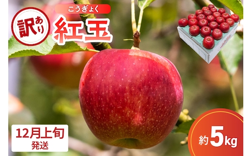 【2026年12月上旬発送】【訳あり】 りんご 5kg 紅玉 アップルパイ に最適 青森 不揃い