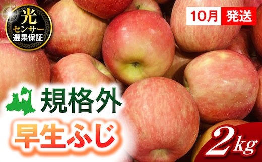 【2026年10月発送】【規格外】 りんご 約2kg 早生ふじ 《 光センサー選果保証 》 青森県産 訳あり リンゴ 林檎 果物 青森 五所川原