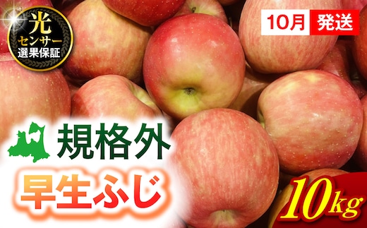 【2026年10月発送】【規格外】 りんご 約10kg 早生ふじ 《 光センサー選果保証 》 青森県産 訳あり リンゴ 林檎 果物 青森 五所川原