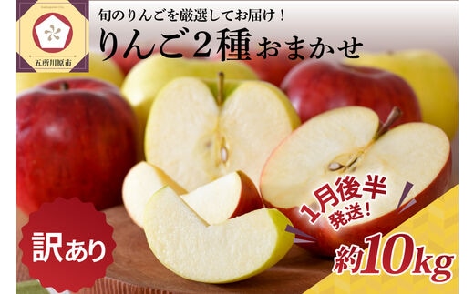 【2026年1月後半発送】 【訳あり】 りんご 10kg 程度 青森 品種おまかせ2種以上