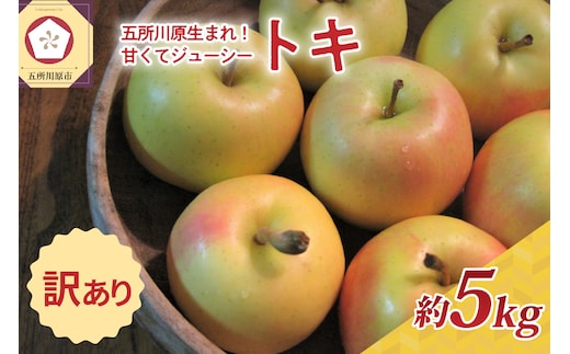 【10月前半以降順次発送】【訳あり】 りんご 約5kg トキ 青森県産