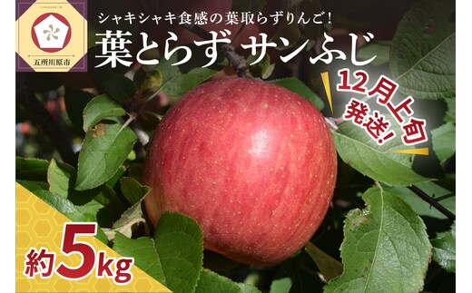 【2026年12月上旬発送】【家庭用】りんご葉とらずサンふじ贈答5kg