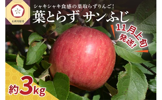 【2026年11月上旬発送】【家庭用】りんご葉とらずサンふじ贈答3kg