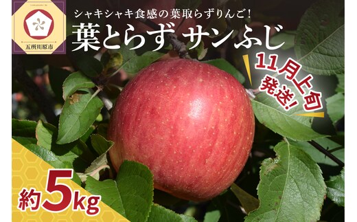 【2026年11月上旬発送】【家庭用】りんご葉とらずサンふじ贈答5kg