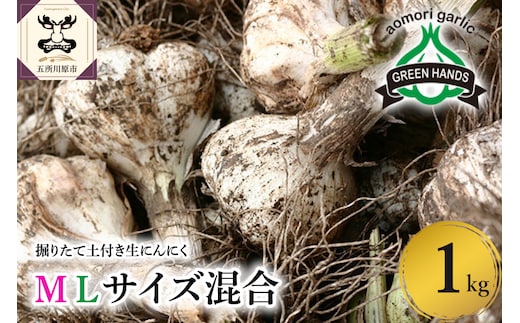【2026年6月下旬発送開始】掘りたて 生にんにく 青森県産 ＭＬサイズ混合１kg（土つき）