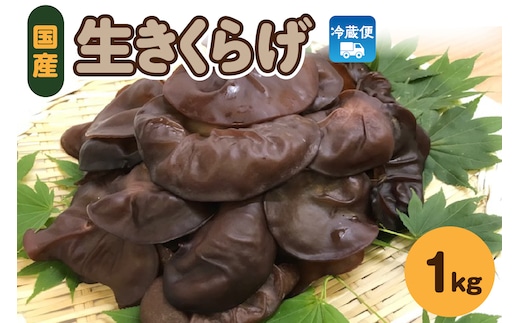 きくらげ 生 1kg ( 500g ×2袋) 国産 【 キクラゲ 生きくらげ 木耳 生キクラゲ 日本産 きのこ キノコ 青森 五所川原 】
