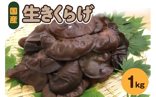 【10月より順次発送】きくらげ 生 1kg ( 500g ×2袋) 国産 【 キクラゲ 生きくらげ 木耳 生キクラゲ 日本産 きのこ キノコ 青森 五所川原 】