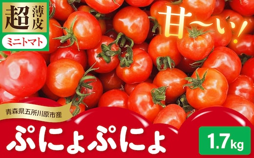 【2026年 先行受付】超薄皮 ミニトマト 約1.7kg 「ぷにょぷにょ」 青森 五所川原 トマト 野菜