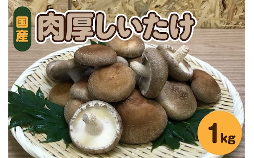 【11月より順次発送】国産 肉厚 しいたけ 1kg(500g×2袋) 無農薬 青森 新規就農者応援 【きのこ 肉 厚】
