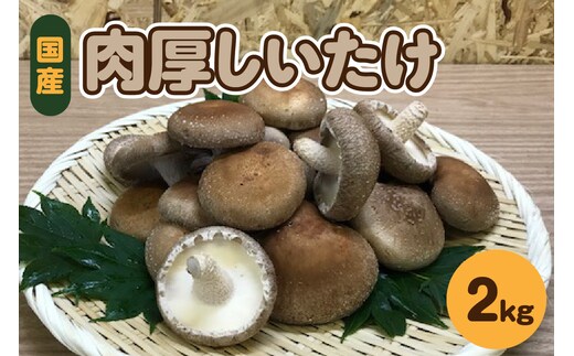 【11月より順次発送】国産 肉厚 しいたけ 2kg 無農薬 青森 新規就農者応援 【きのこ 肉 厚】