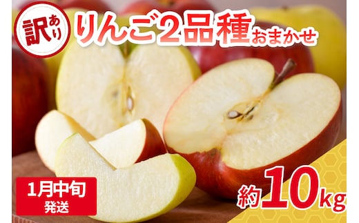 【2026年1月中旬発送】 【訳あり】 旬の美味しい りんご 約10kg 青森産 【おまかせ2品種】