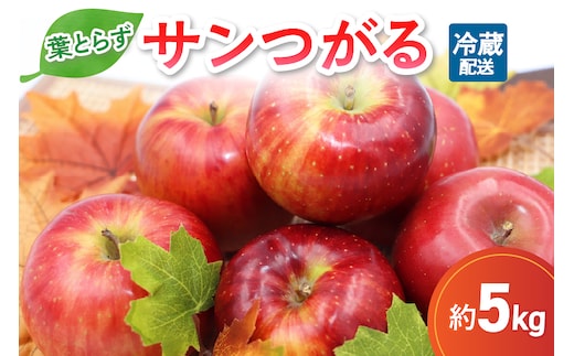 【2026年9月発送】葉とらずりんごサンつがる約5kg青森産【クール便】