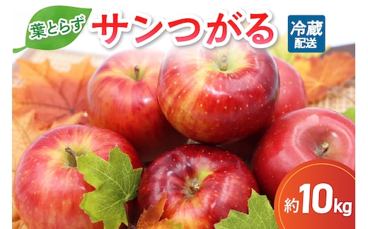 【2026年9月発送】葉とらずりんごサンつがる約10kg青森産【クール便】